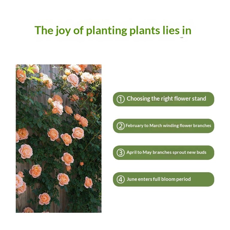 Weather-resistant climbing plant planter box in winter and summer conditions