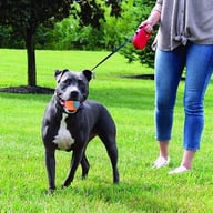 Scooby-Doo Squeaky Dog Balls Set of 8 | Teeth Cleaning Interactive Toys — view 18
