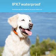 Close-up of golden retriever wearing waterproof training collar