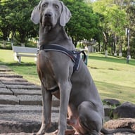 Teal explosion-proof dog harness with padded chest strap and metal D-rings