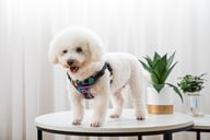 Happy white dog in colorful patterned breathable mesh vest harness for walks