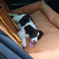 Dog sleeping comfortably in brown premium waterproof rear seat pet kennel mat