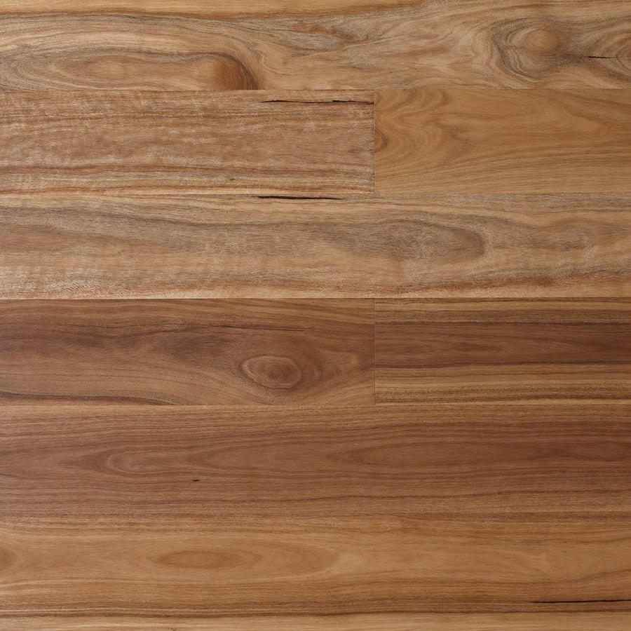 Spotted Gum