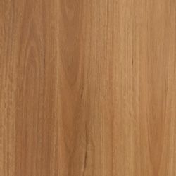 New England Blackbutt