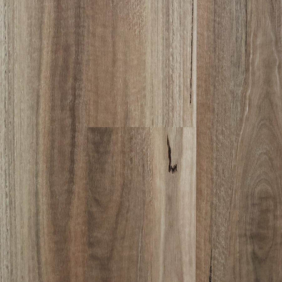 Wild Spotted Gum
