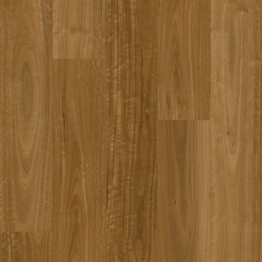 Sunshine Spotted Gum