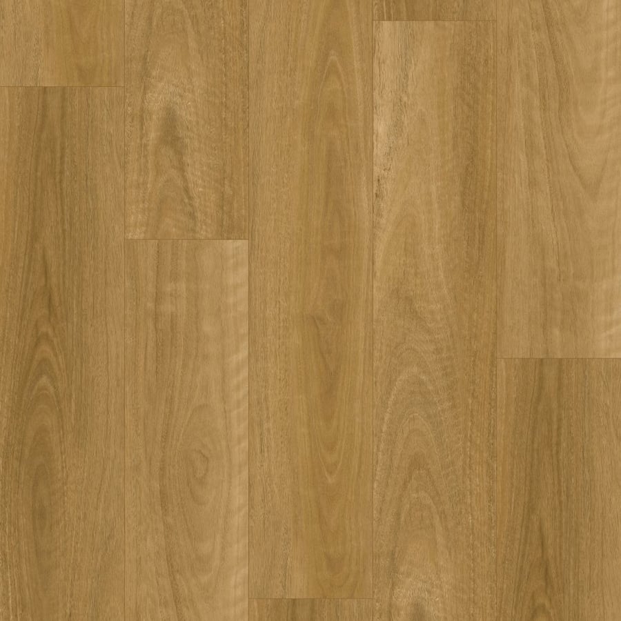 Eastern Blackbutt