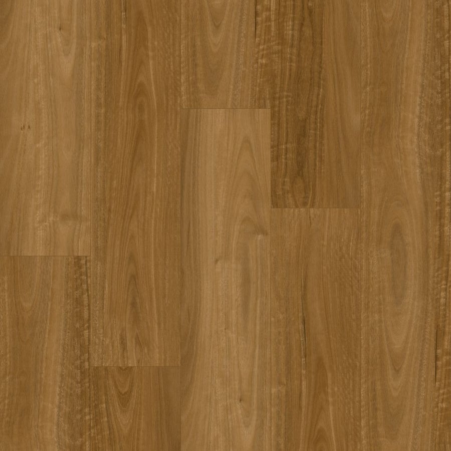 Eastern Spotted Gum