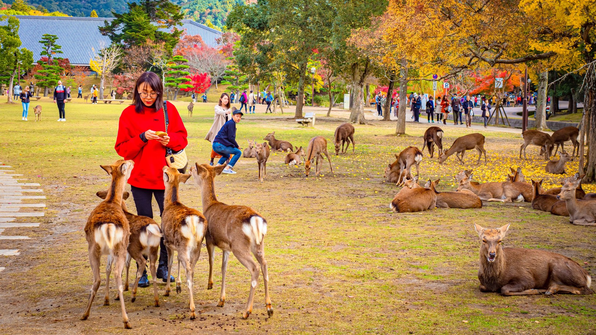 Essential Free Tour Nara1