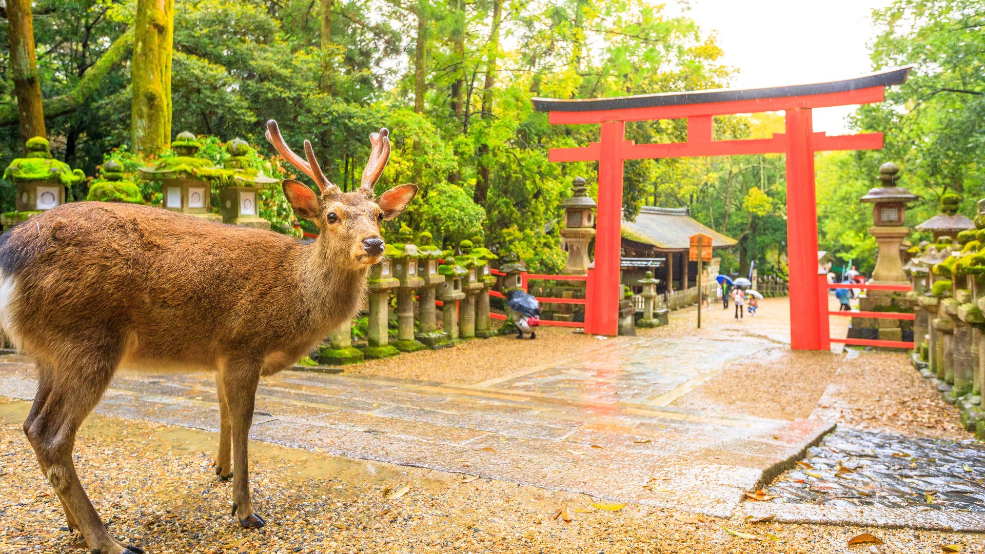 Essential Free Tour Nara4