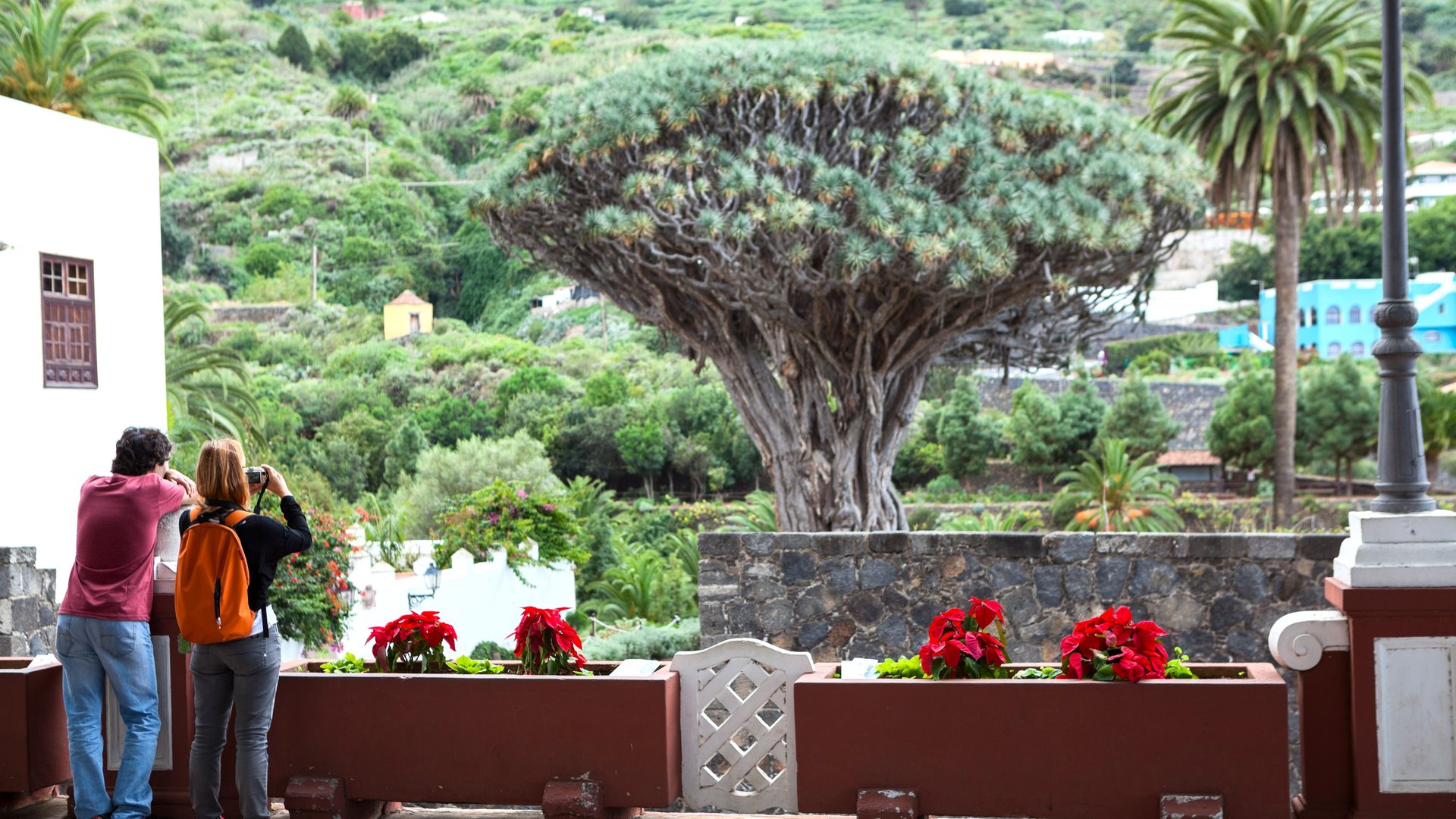 Free Icod de los Vinos Tour Tenerife1