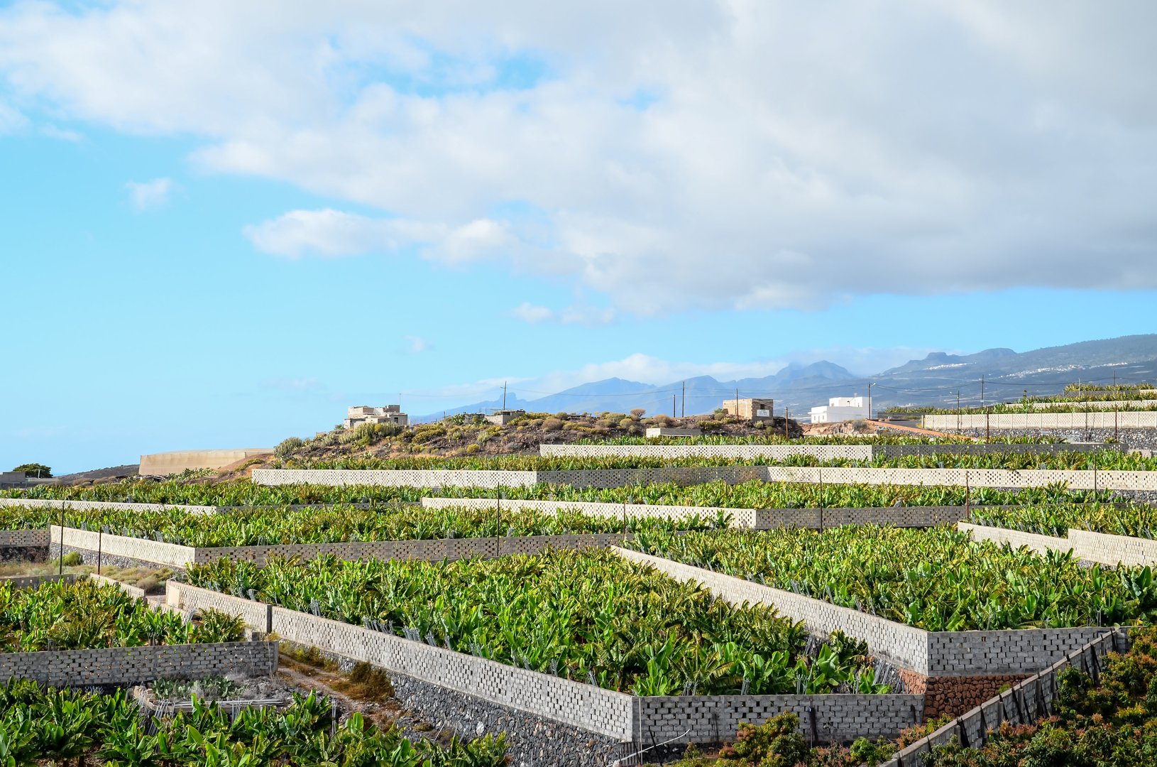 Free Banana Plantation Tour Tenerife5