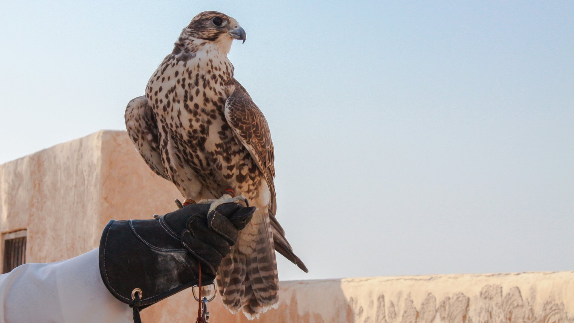 Free Souq Waqif Tour Doha2