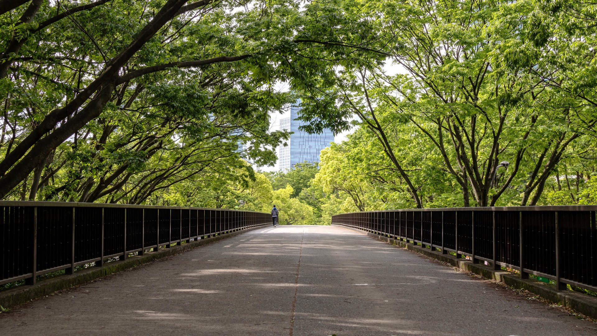 Free Meiji Shrine & Yoyogi Park Tour Tokyo5
