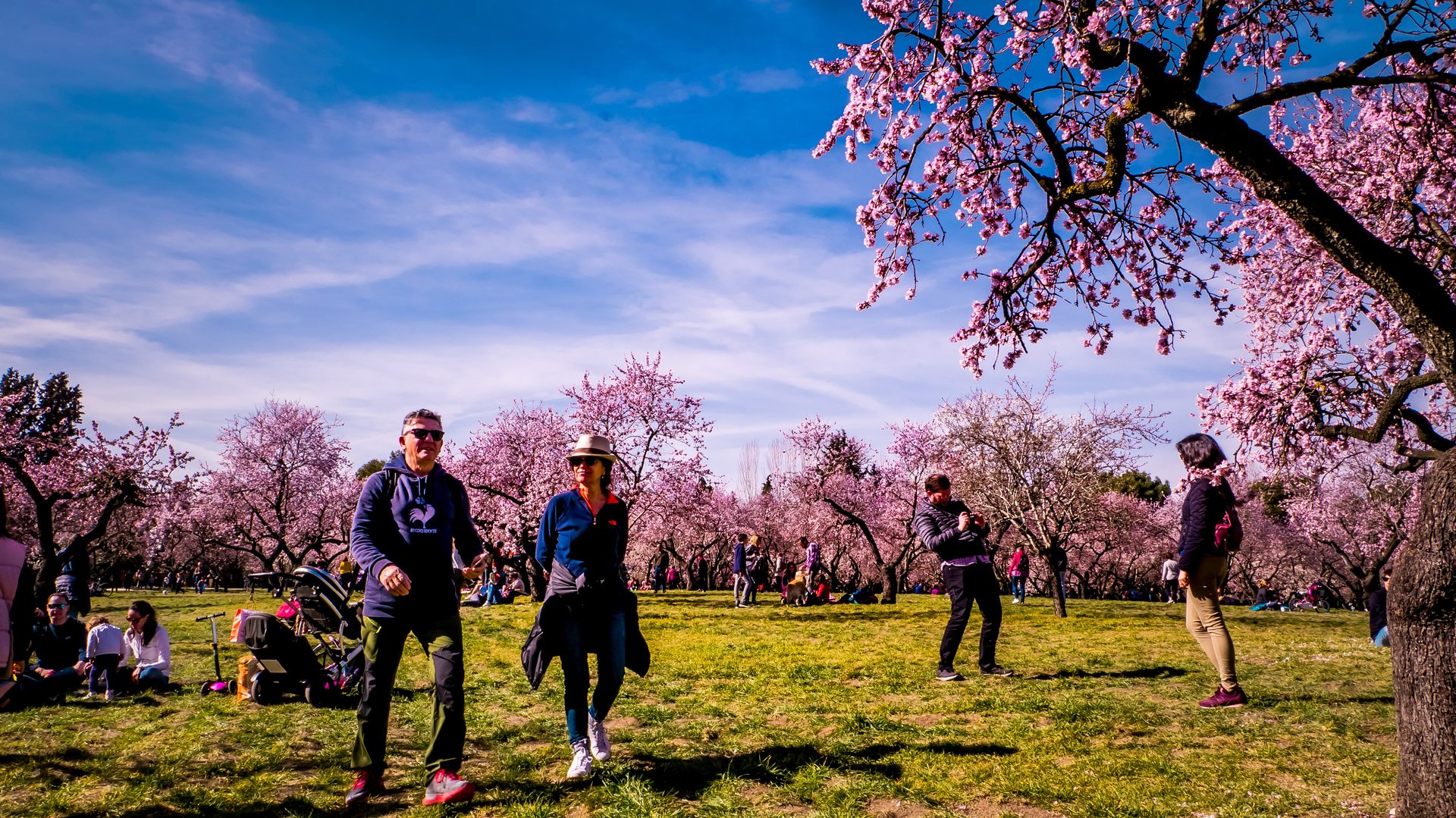 Free Quinta de los Molinos Tour Madrid2