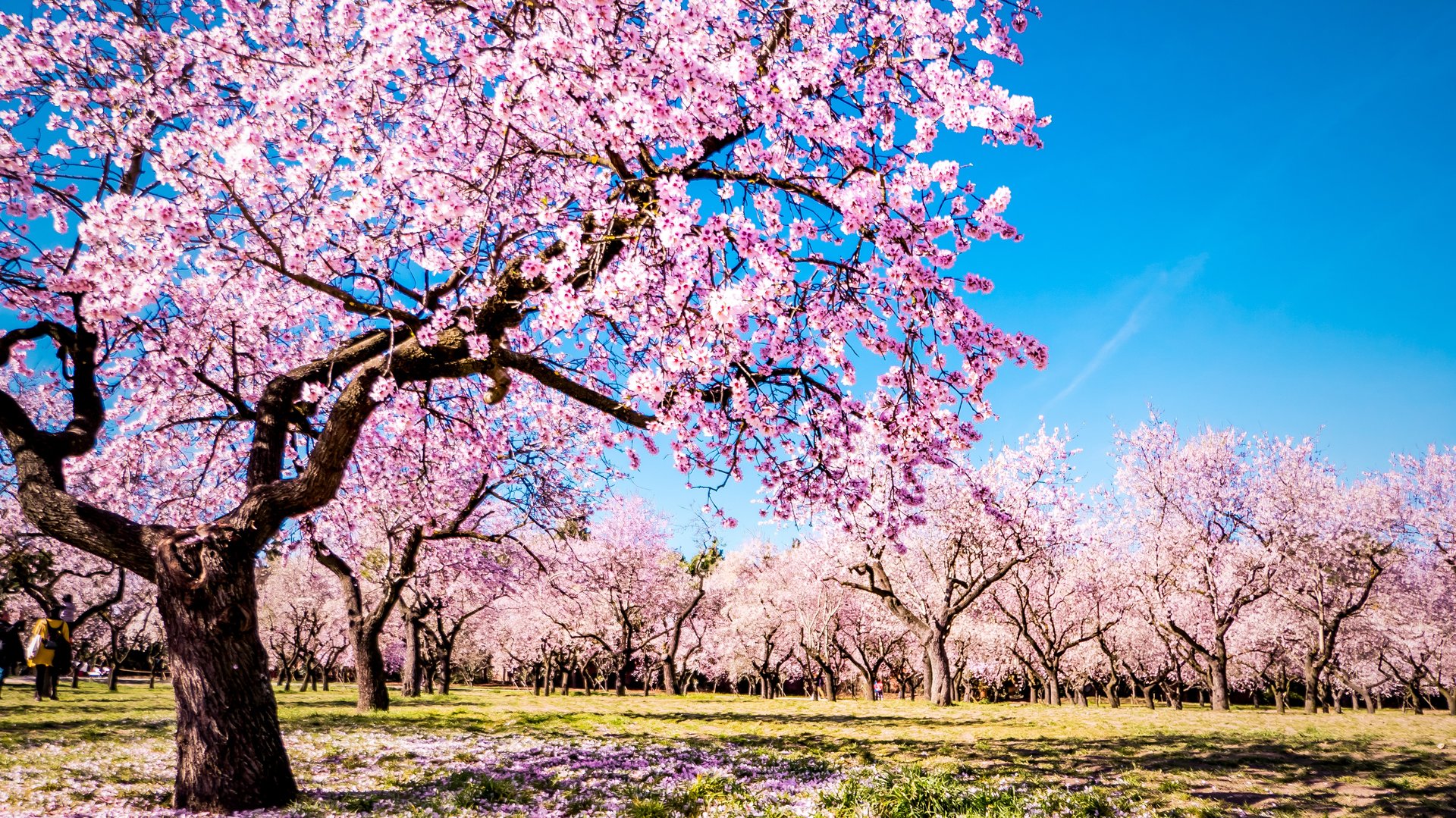 Free Quinta de los Molinos Tour Madrid1