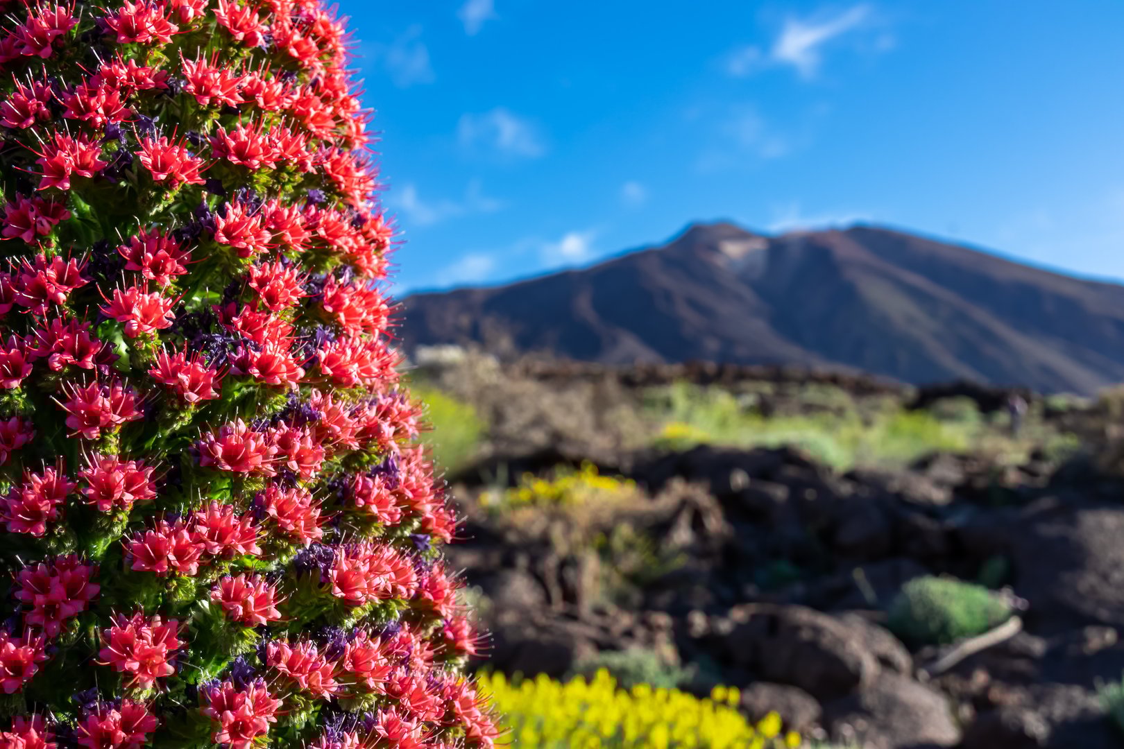 Free Teide Tour Tenerife4