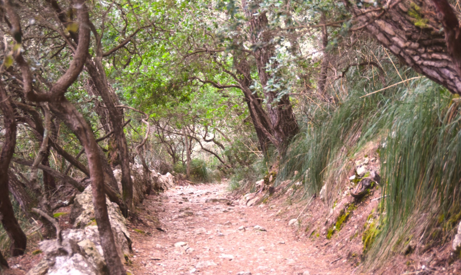 Free Southwest Coast Nature Walk Mallorca3