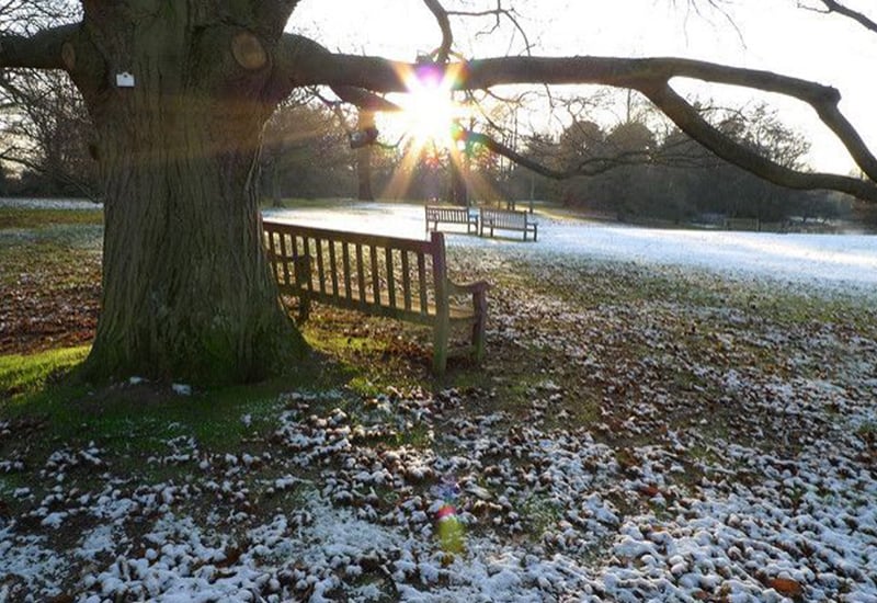 visit kew gardens in december