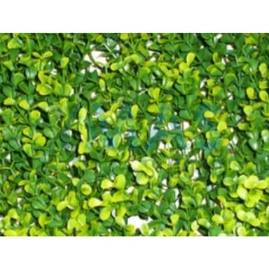 JARDIN VERTICAL LIMA 50X50CM
