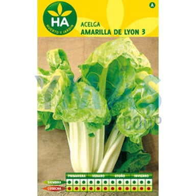 SEMILLAS ACELGA AMARILLA DE LYON 3