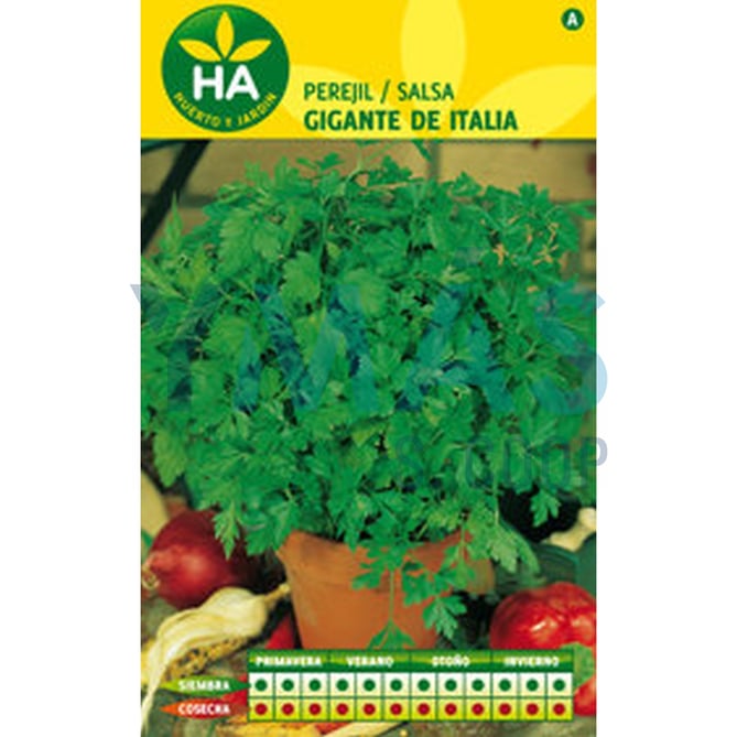 SEMILLAS PEREJIL GIGANTE AROMATICA SOBRE