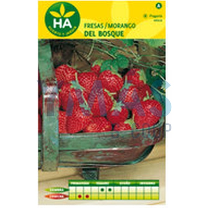 SEMILLAS FRESAS DEL BOSQUE SOBRE