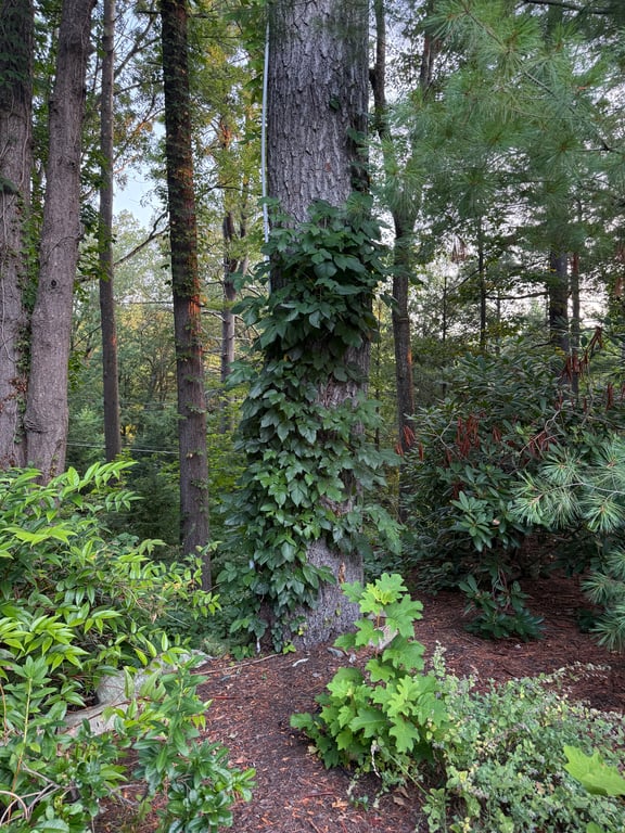 Before poison ivy removal