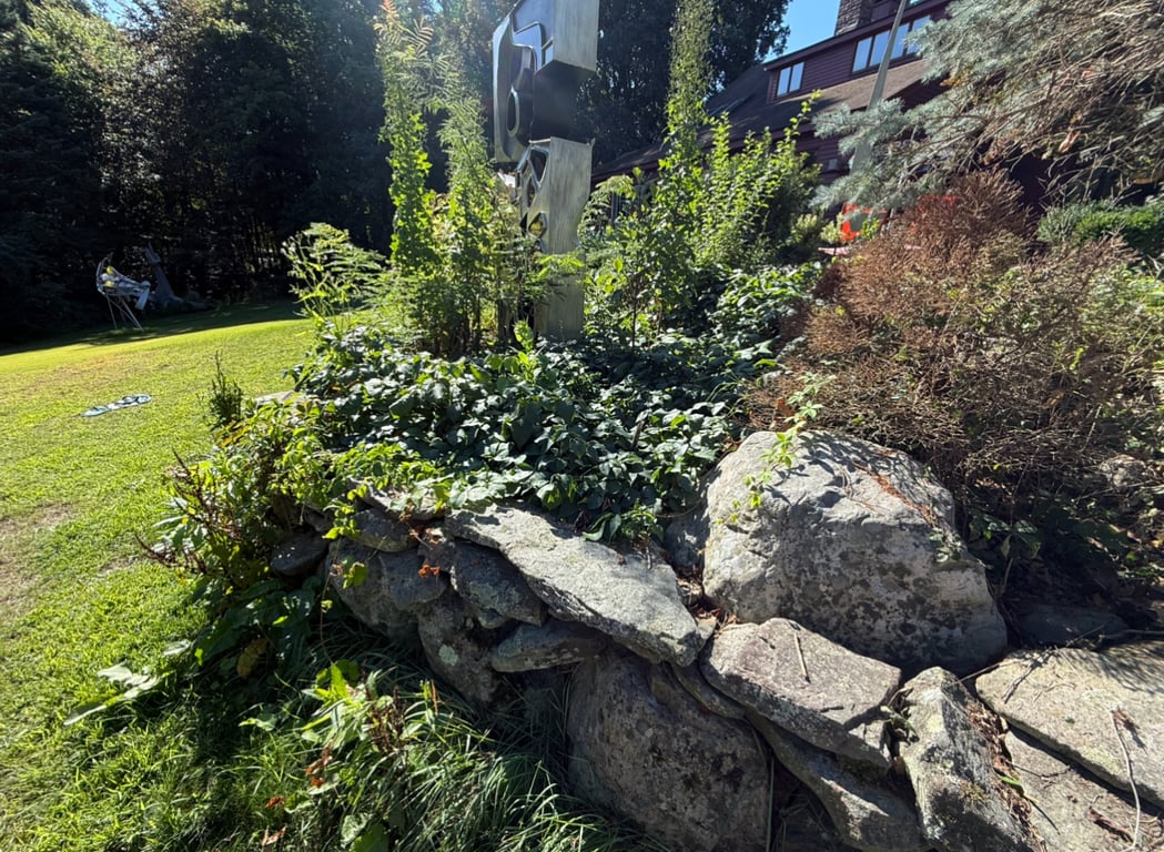 Before poison ivy removal