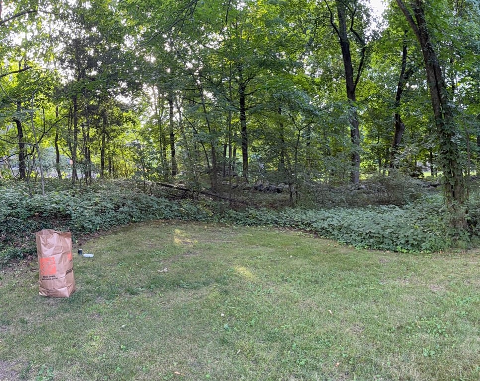 Before poison ivy removal
