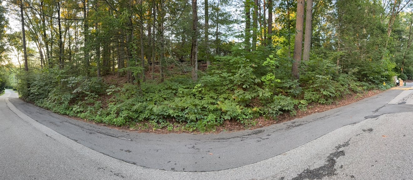Before — overgrown with poison ivy