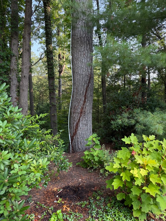 After hand-pulled poison ivy removal
