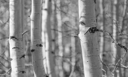 Aspen Eyes Watching You