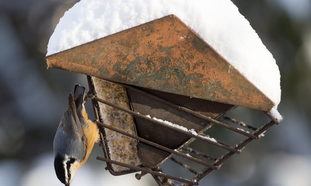 Backyard Bird Count