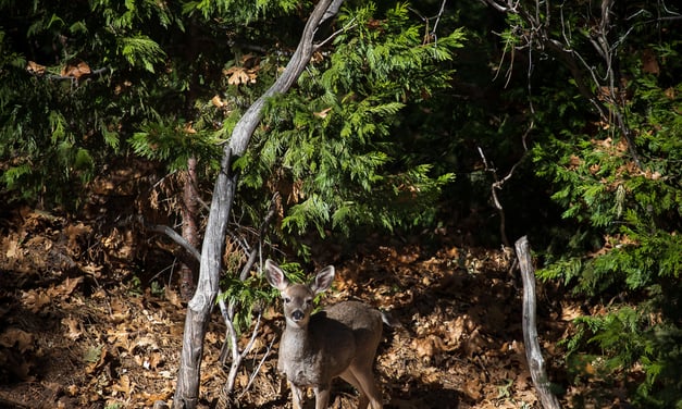 Inquisitive Deer