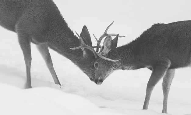 Deer Rumble
