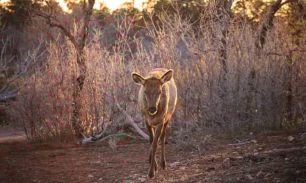 2015 Flashback #2 – Grand Canyon Elk