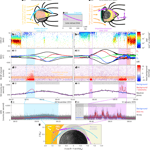 Mercury Hosts Dynamic Electron Radiation Belt Driven by Solar Wind