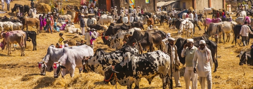 Belgada Mela