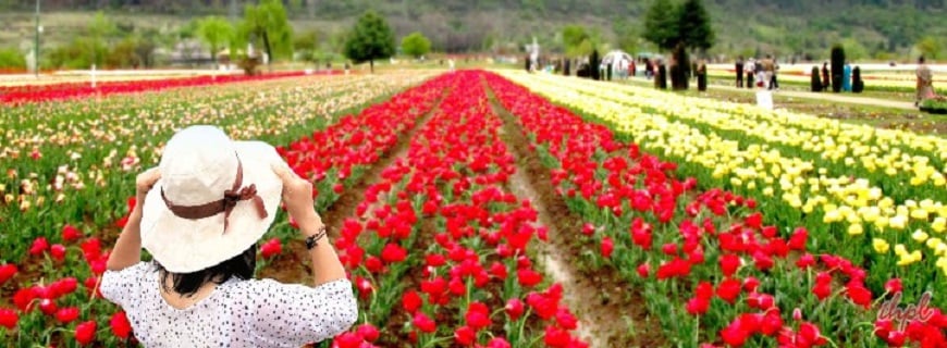Tulip Festival Kashmir