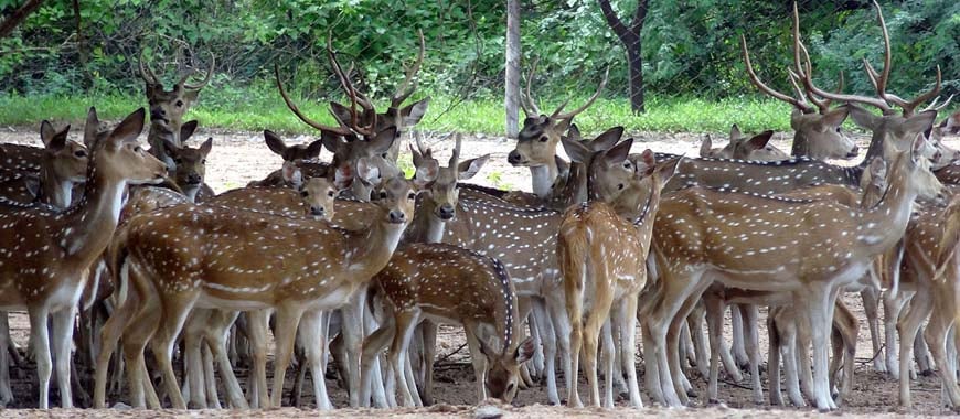 Places to Visit in Karimnagar