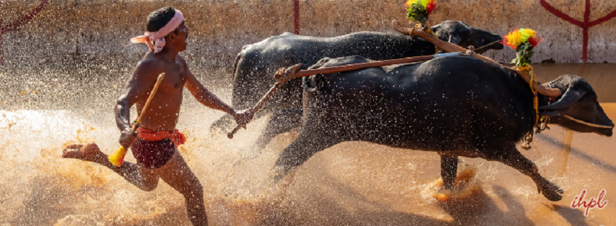 Kambala Festival Karnataka