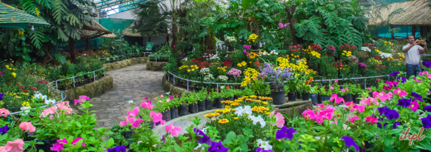 Flower Show Gangtok