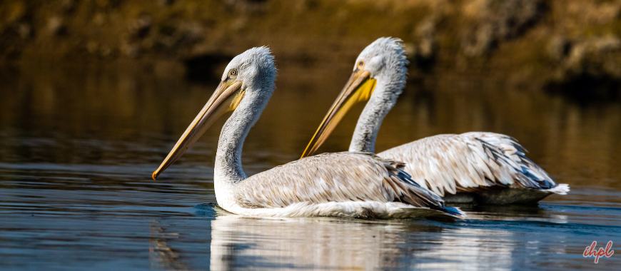 Bharatpur Bird Sanctuary