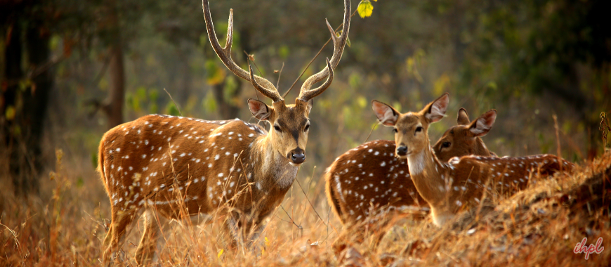 Mount- Abu
