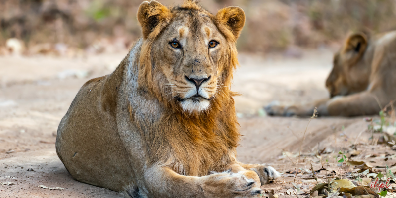 Places to Visit in Sasangir