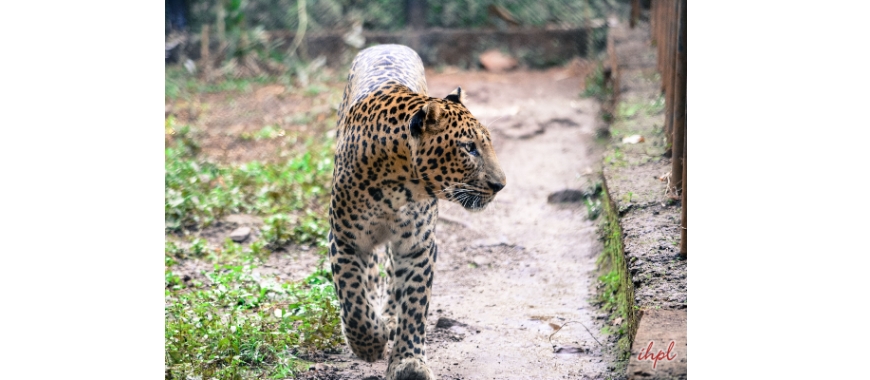 Wildlife in Goa​