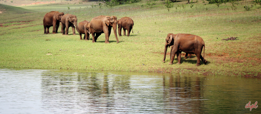 Periyar Travel Guide