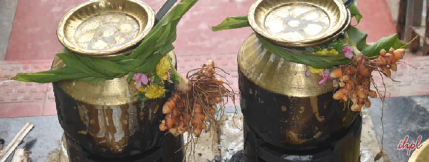 Pongal Festival in Tamil Nadu