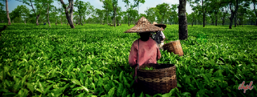 Tea and Tourism Festival Ooty